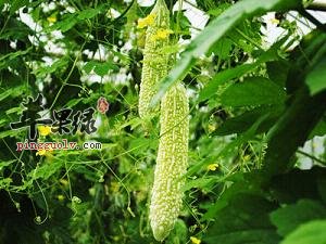 适合大暑节气食用的4种食物