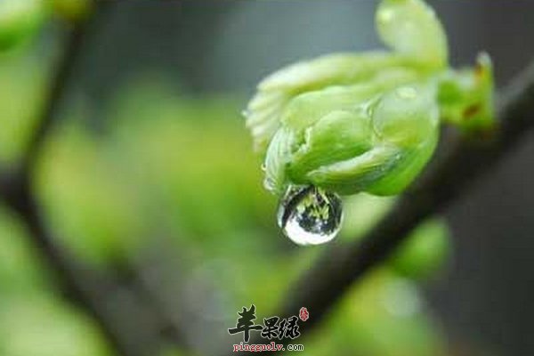 雨水节气养生要注意预防感冒  第3张