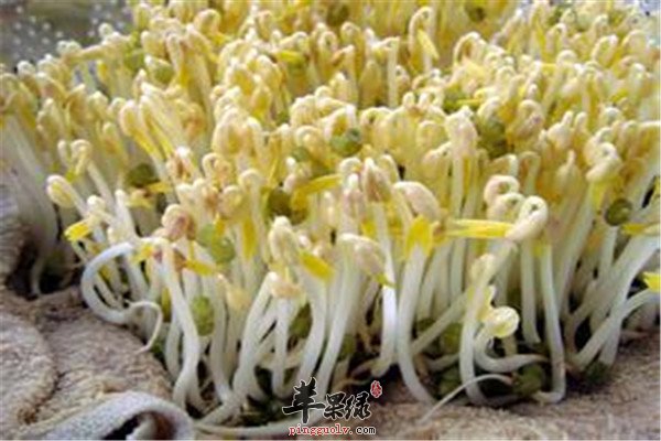 春季最适合吃的三种养生蔬菜  第4张