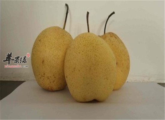 冬季雾霾严重 五种宣肺化痰的食材  第2张