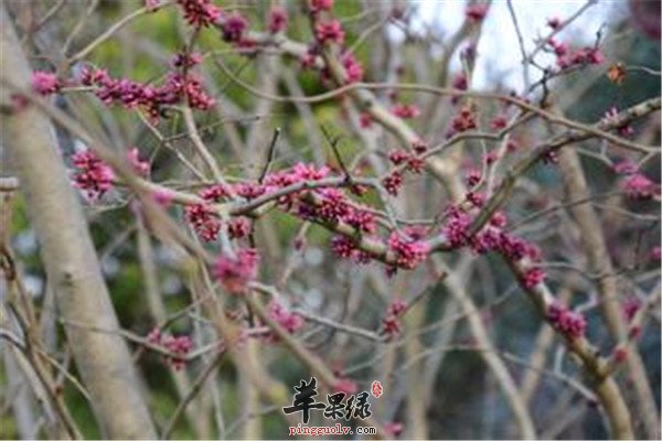 春分过后气温还会冷吗 要注意什么  第1张