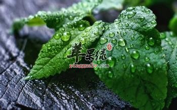 患有便秘的人群能吃薄荷吗