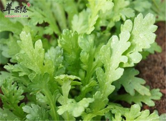 这些食物对抗产后便秘有绝招  第1张