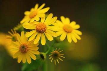男性肺热长痘痘 这些食物能缓解  第2张