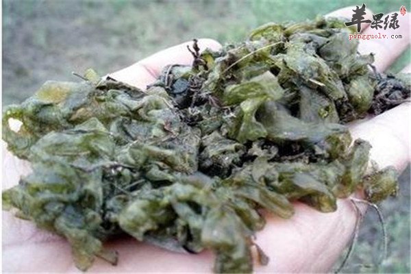 芒种节气吃什么传统的食物  第4张
