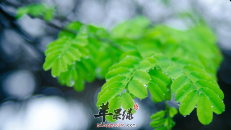 在雨水节气适宜吃的蔬菜水果  第1张