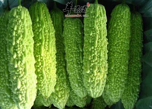 夏季应该多吃些苦味的食物  第3张