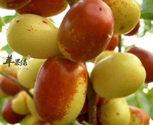 立冬节气食用鲜枣的功效  第2张