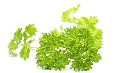  青少年吃什么保护视力 香菜和菊花 第2张