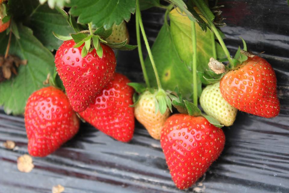 初夏吃草莓解毒 多吃鸭蛋帮助养生  第1张