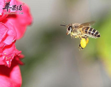 春季很适合踏青 被野蜂蛰了怎么办  第1张