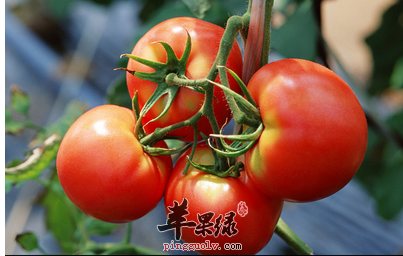 夏季进补的原则与方法  第3张