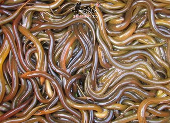 年轻男性必备的补钙食物类型  第4张