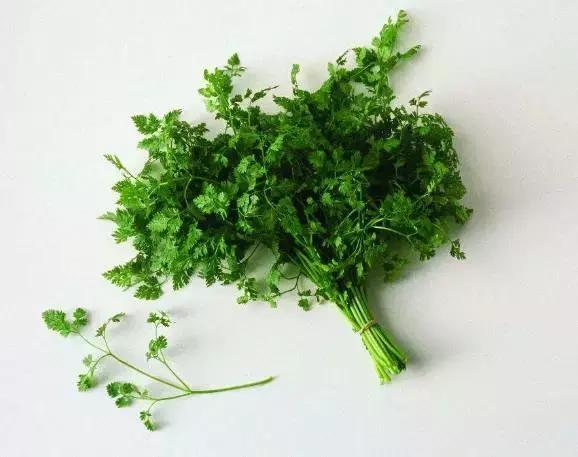 四月份可以种植香菜吗  第2张
