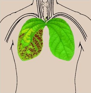 夏至想要滋阴润肺 推荐吃这些食物  第4张