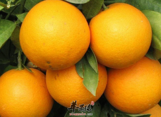 冬季老人怎么吃水果最健康  第2张
