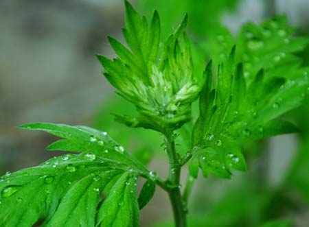 夏季泡脚加入这些效果更好  第1张
