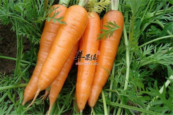 七月吃什么蔬菜好 莲藕胡萝卜和黄瓜  第3张