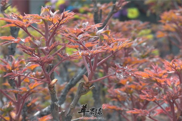 春分过后气温还会冷吗 要注意什么  第3张