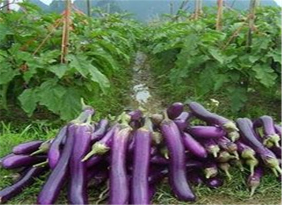 孕妇为什么不能吃茄子_有好处吗  第2张