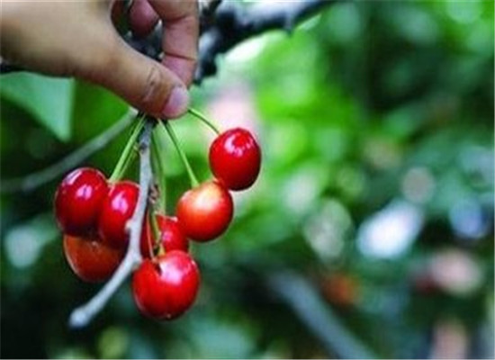 孕妇吃车厘子的三个注意事项  第3张