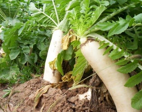 上班族春季吃哪些食物可以防犯困  第1张