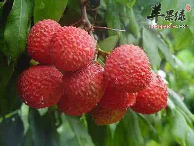 小暑怎么吃健康 多吃水果更健康  第4张