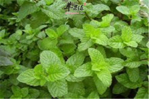 薄荷的食用方法你知道几个
