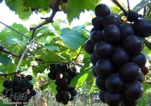 推荐女性多吃紫色食物 能美容养颜  第2张