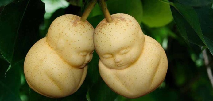 孕妇能吃人参果吗_人参果的功效与作用_孕妇初期能吃人参果吗_怎么吃_注意事项