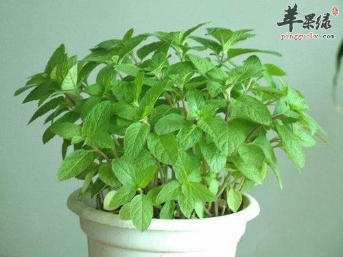 薄荷泡茶更具有清热解毒的效果