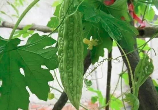 夏天吃苦味的东西好吗  第1张