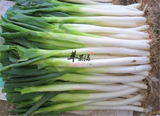 冬至节气养生 可以吃大葱和莲藕