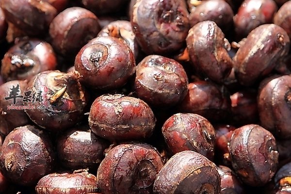 六月份吃哪些食物有降火清补的功效  第4张