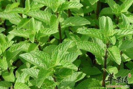 夏季预防热感冒 多喝薄荷茶