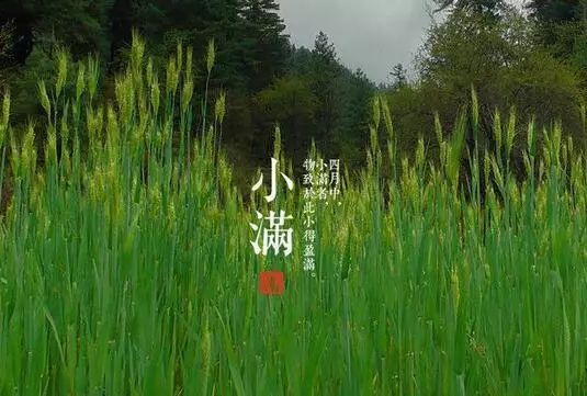 小满种什么  第1张