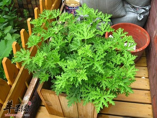 夏季种花草驱蚊 驱蚊草的种植方法  第3张