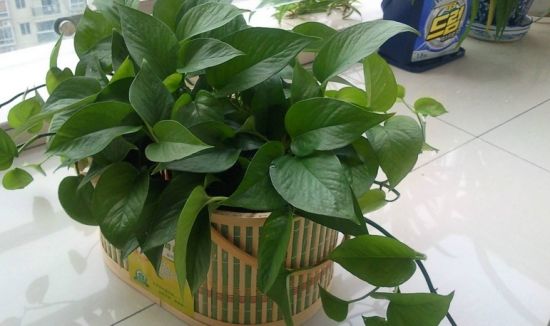 秋季推荐多运动 室内养植物解困  第4张