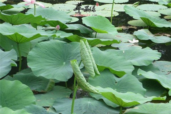 吃什么去燥祛湿 推荐清热燥湿的食物  第3张