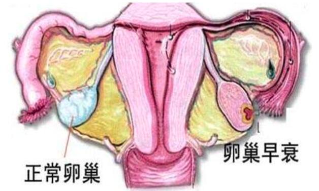 卵巢对于女性的重要性是什么