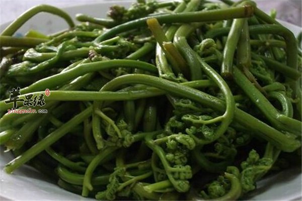 春季干燥适合吃的四种野菜  第4张