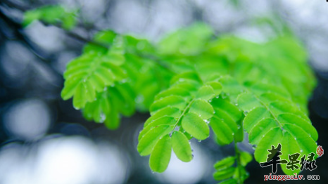 雨水节气吃什么 推荐这些蔬菜  第1张
