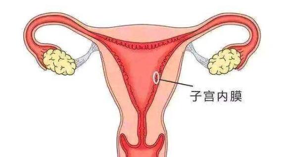 子宫壁薄怎么办  第1张