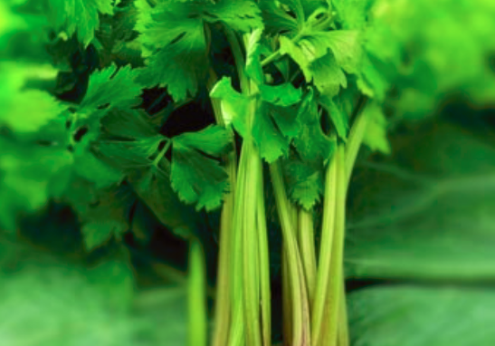 孕妇能吃芹菜吗_孕妇吃芹菜有什么好处_孕妇能吃芹菜饺子吗_做法_注意事项  第3张