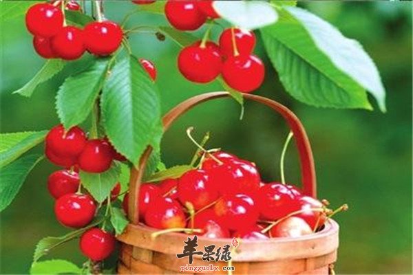 最适合立春时节女性食用的食物  第1张