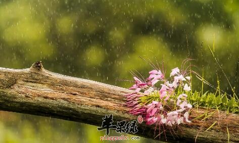 2017年雨水是什么时候  第1张