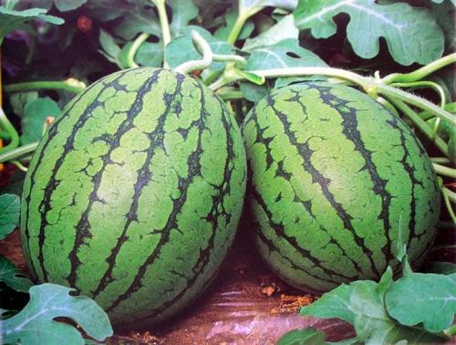 夏季多吃这些水果可以下火  第2张