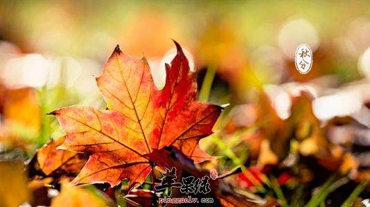 秋分养生该怎么调整心理  第1张