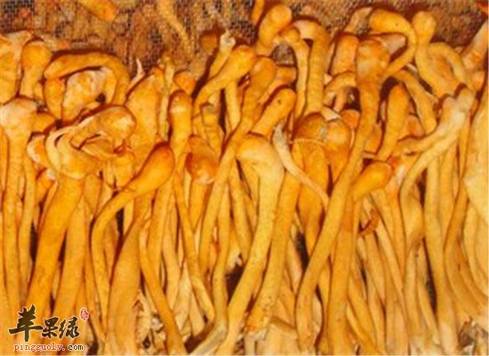 孕妇是否适合吃虫草花 有哪些好处  第2张