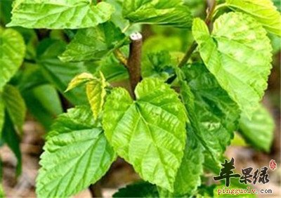 饲养蚕宝宝的桑叶人类能吃吗  第4张